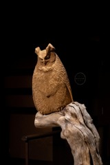 阿寒湖の動物たち（３）