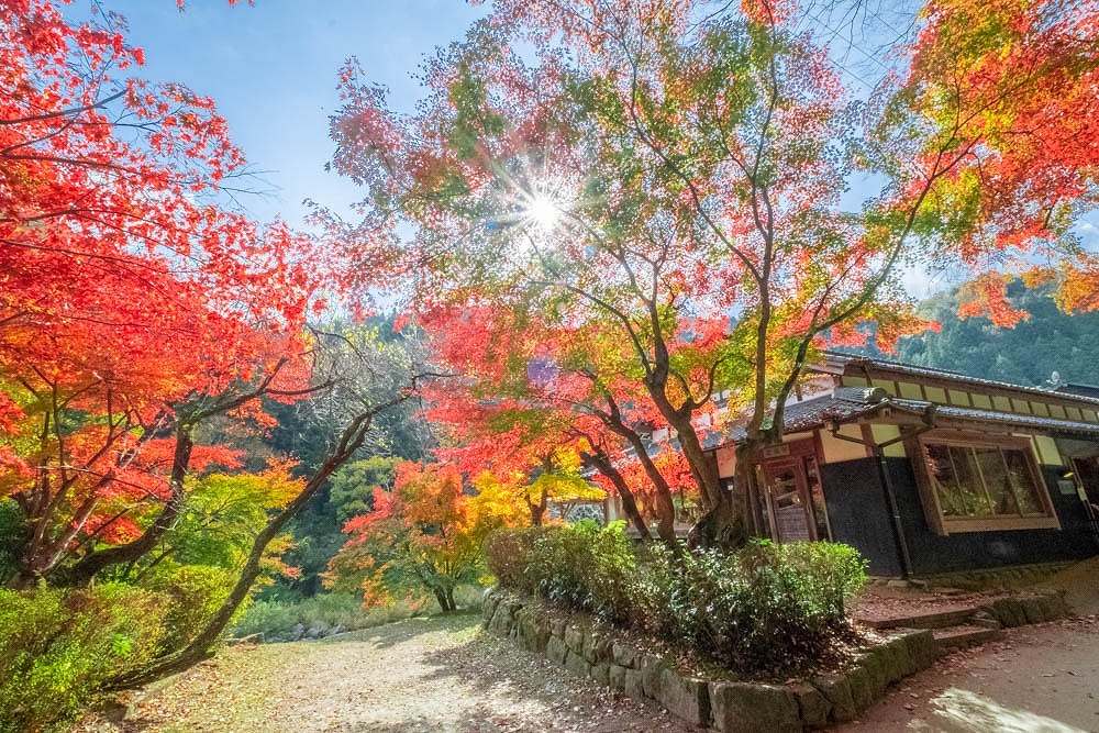 香嵐渓（５）