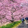 春の伊豆旅（12）