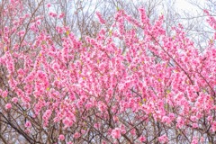 蓮華寺池の春（４）