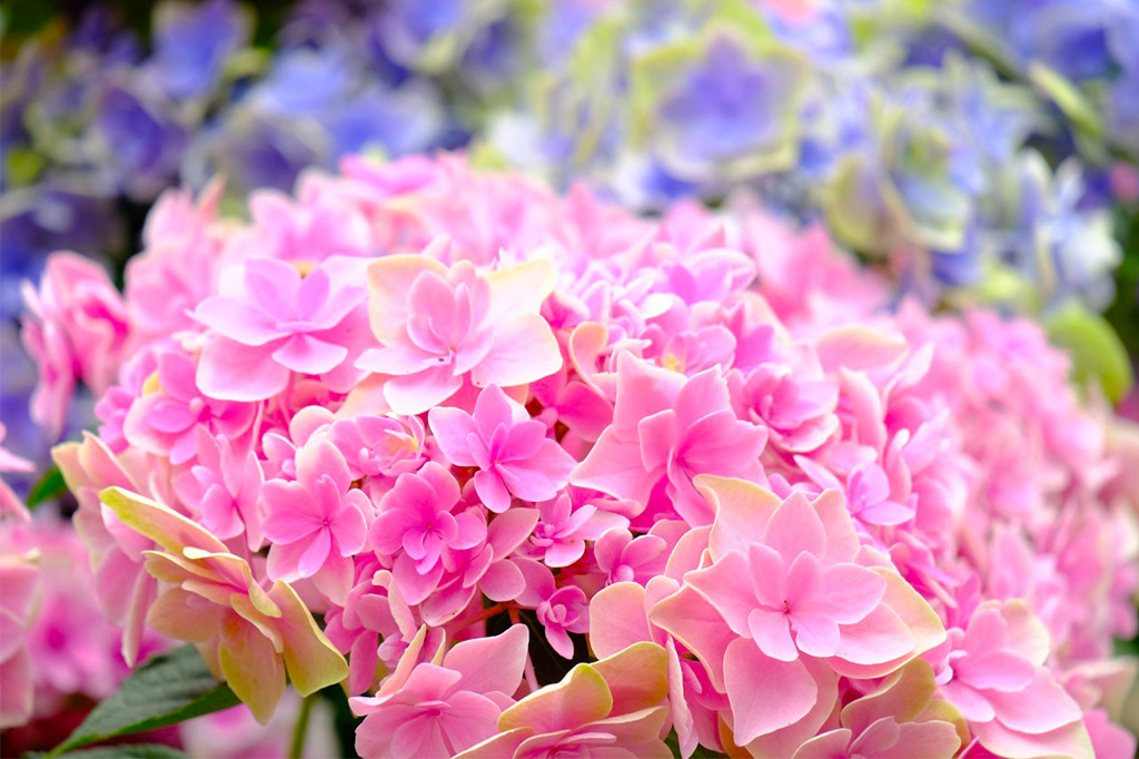 加茂荘花鳥園（21）