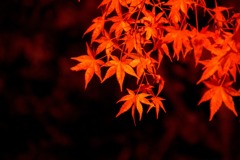 山中湖紅葉まつりの夜景（１）