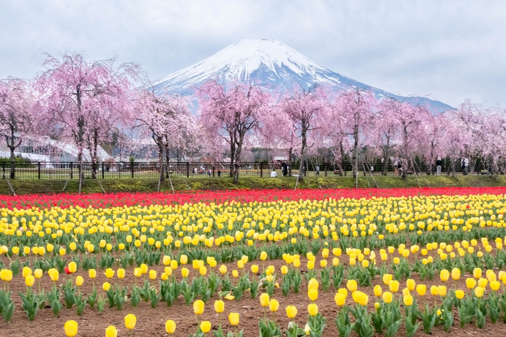 春の花の都