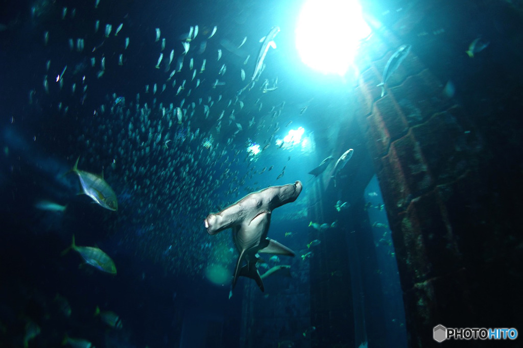 水族館を潜る４
