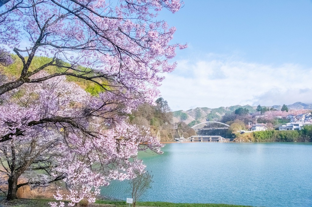 高遠湖の桜（２）