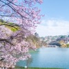 高遠湖の桜（２）