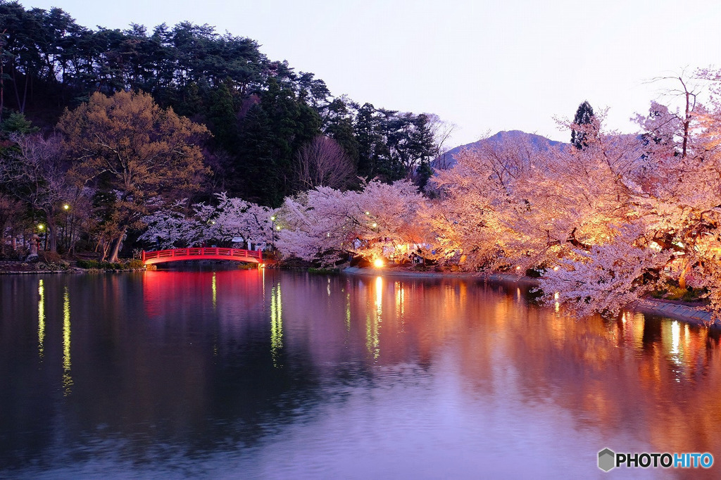臥竜公園の桜２