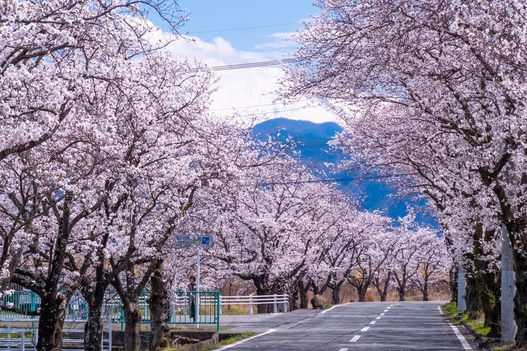 南アルプスの桜