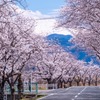 南アルプスの桜