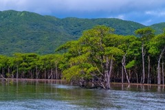 西表島（５）