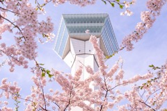 五稜郭の桜（２）