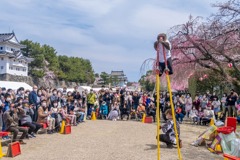 名古屋城桜まつり（７）