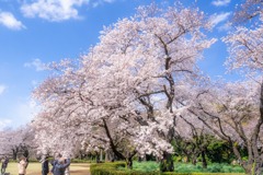 2020年東京の春（16）
