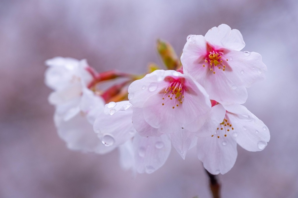 五条川の桜（３）