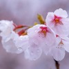 五条川の桜（３）