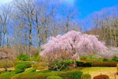 富士霊園（３）