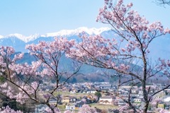 高遠の桜（８）