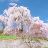 勝間薬師堂のしだれ桜（２）