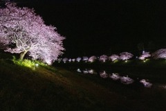 夜桜（４）