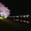 夜桜（４）