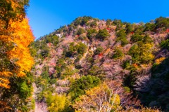 12月の高知（24）