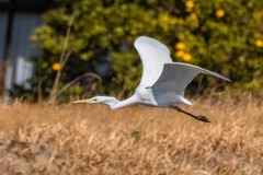 ダイサギ（３）