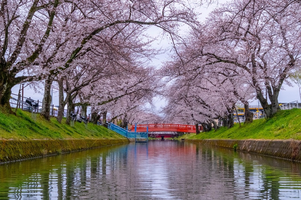 五条川の桜（２）