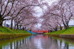 五条川の桜（２）