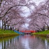 五条川の桜（２）