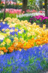 第70回となみチューリップフェア（17）