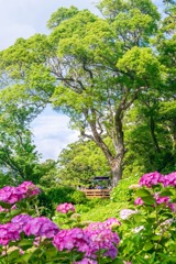 紫陽花の下田公園（３）