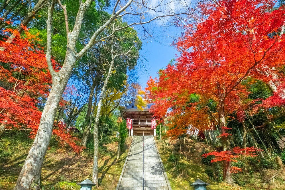 小原四季桜（１）