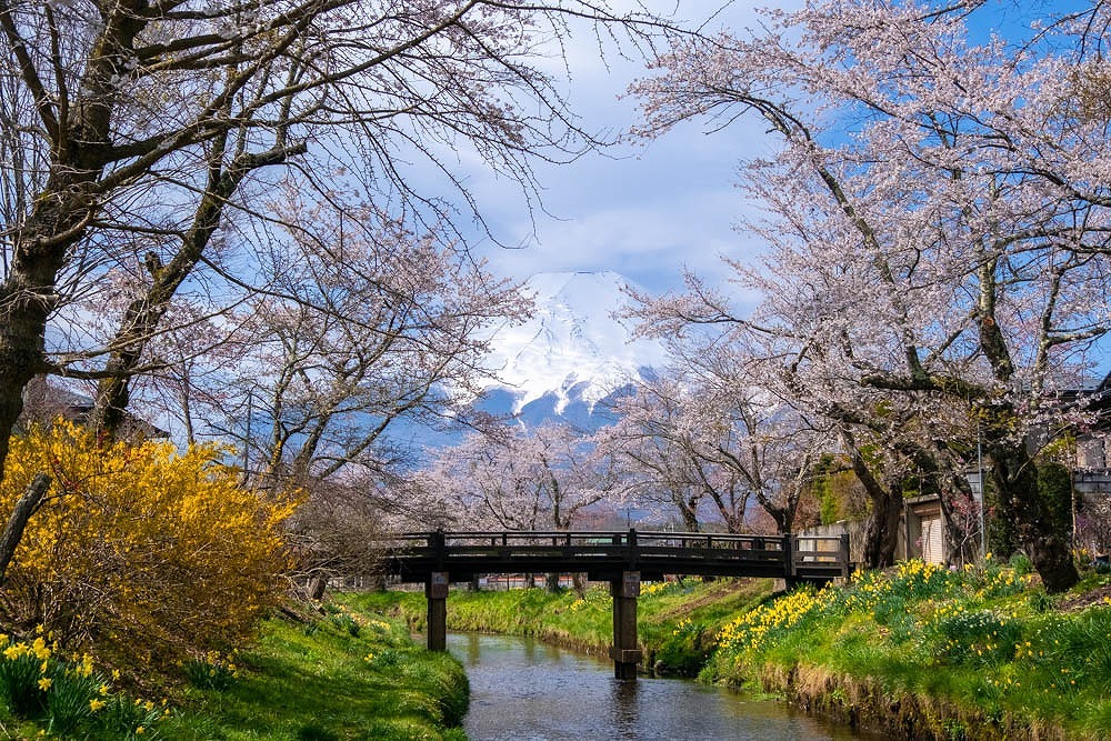 富士山と桜（１）