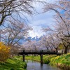 富士山と桜（１）