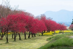 千曲川の春（２）