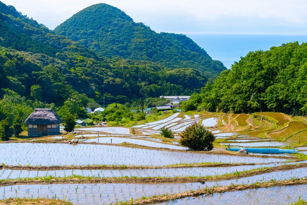 石部の棚田（７）