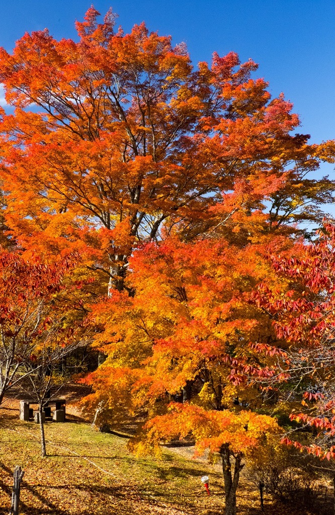 山中湖の紅葉（11）