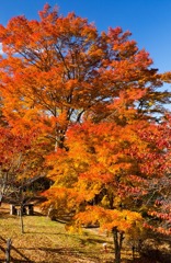 山中湖の紅葉（11）