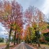 秋の兼六園（12）