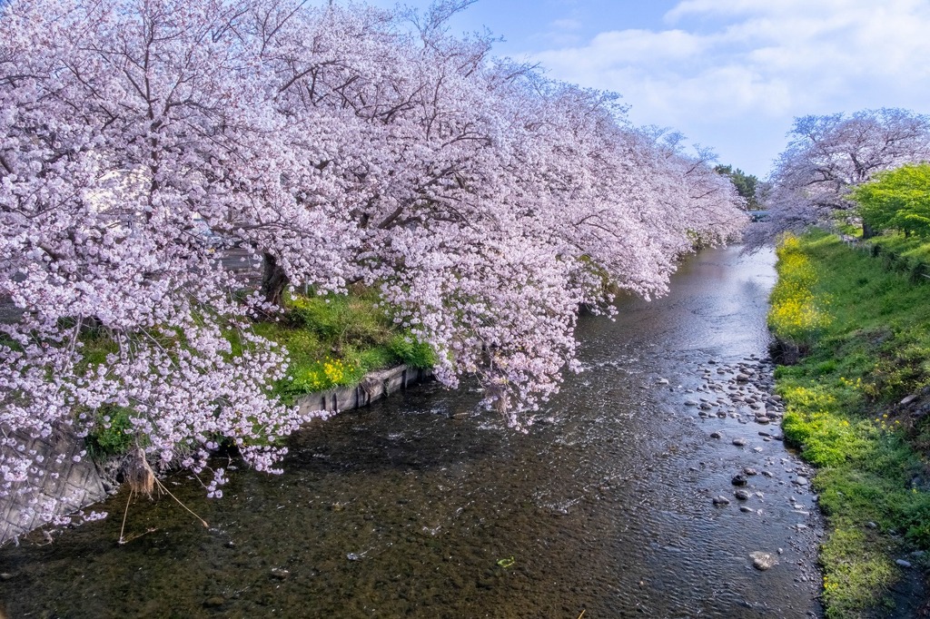 小川の桜（４）