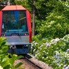 あじさい電車（２）