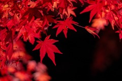 夕焼けの渚・紅葉まつり（８）