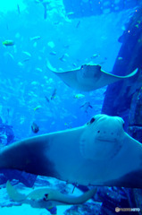 水族館の中２