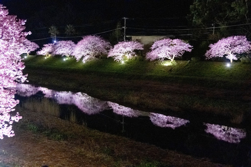夜桜（３）
