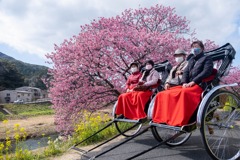 南伊豆桜まつり（９）
