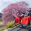 南伊豆桜まつり（９）