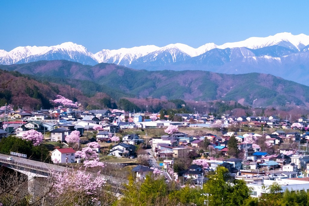 高遠の春（１）