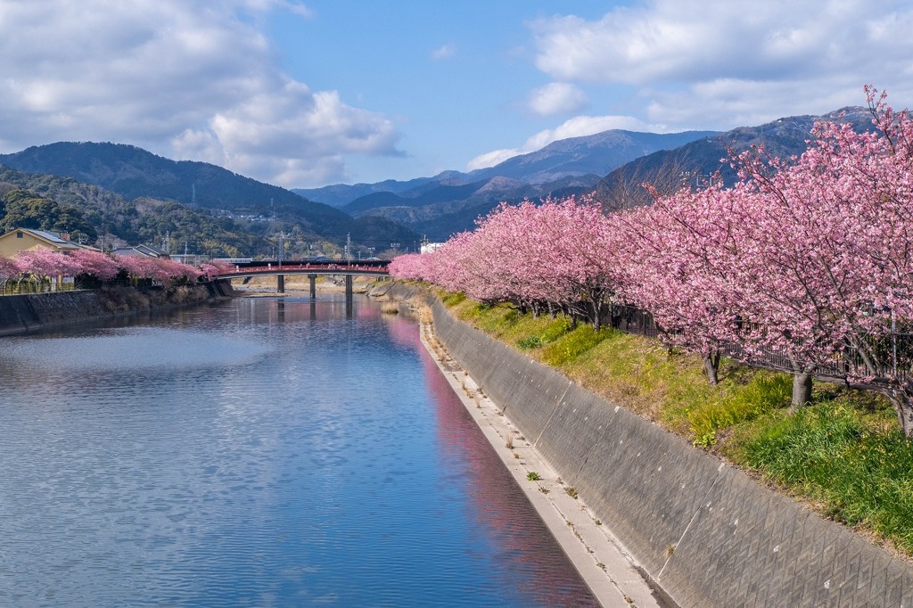 河津桜まつり（１）