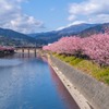 河津桜まつり（１）