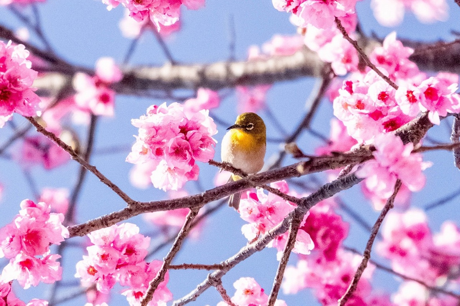 春の掛川城（２）